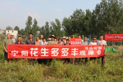 山东宁阳花生高产套餐观摩